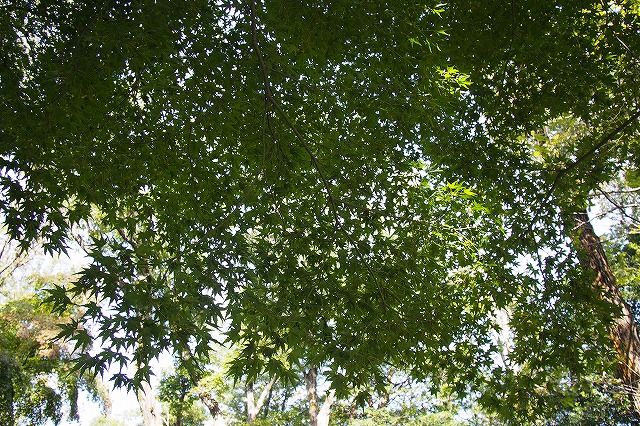 大阪府民の森 緑の文化園むろいけ園地の紅葉