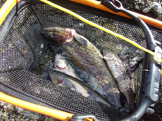 芥川管理釣場 テンカラでニジマス釣り
